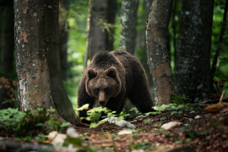 Slovenian brown bearphoto preview