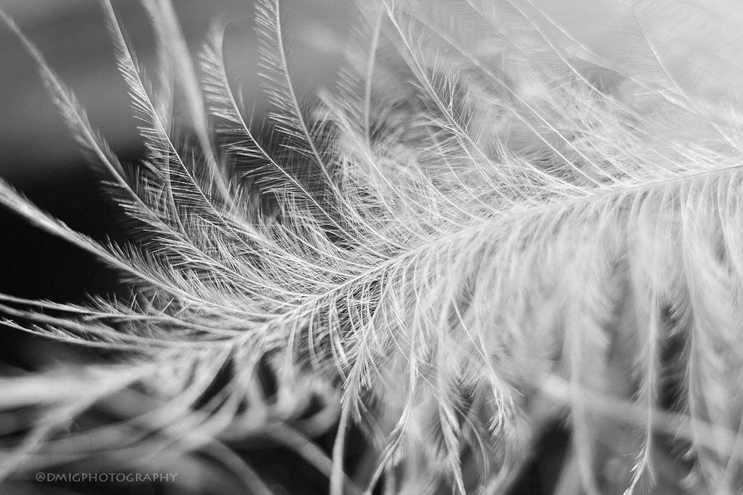 макро, гусиноеперо, природа, чернобелое, , Дмитрий Гусалов