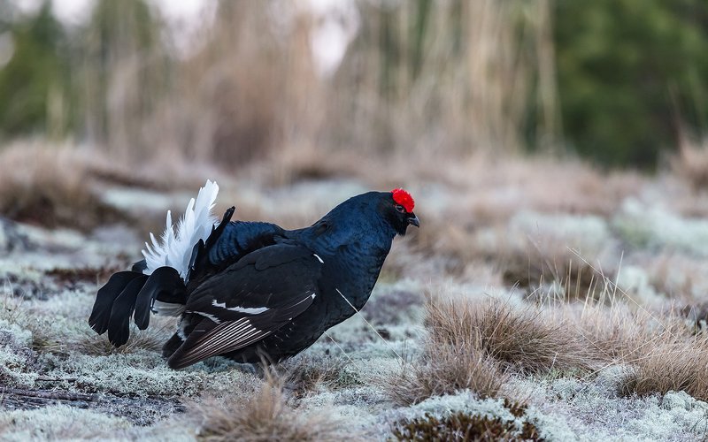 птица, дикая птица,  орнитология, дикая природа, фотоохота, ток, тетеревиный ток, тетерев, весна На тетеревином току.photo preview