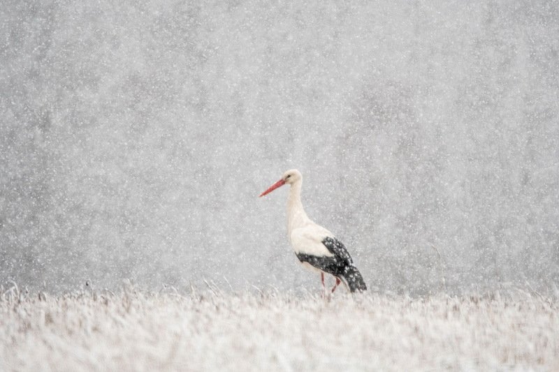 Апрельский снегопад.photo preview