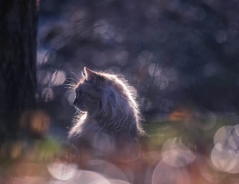 Мартовскийphoto preview