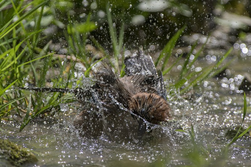 Водный мирphoto preview