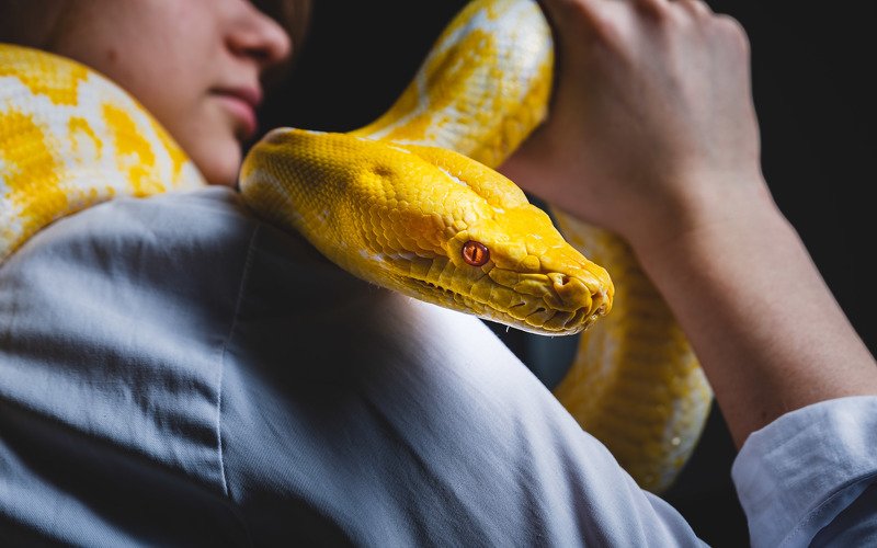 Snakesphoto preview