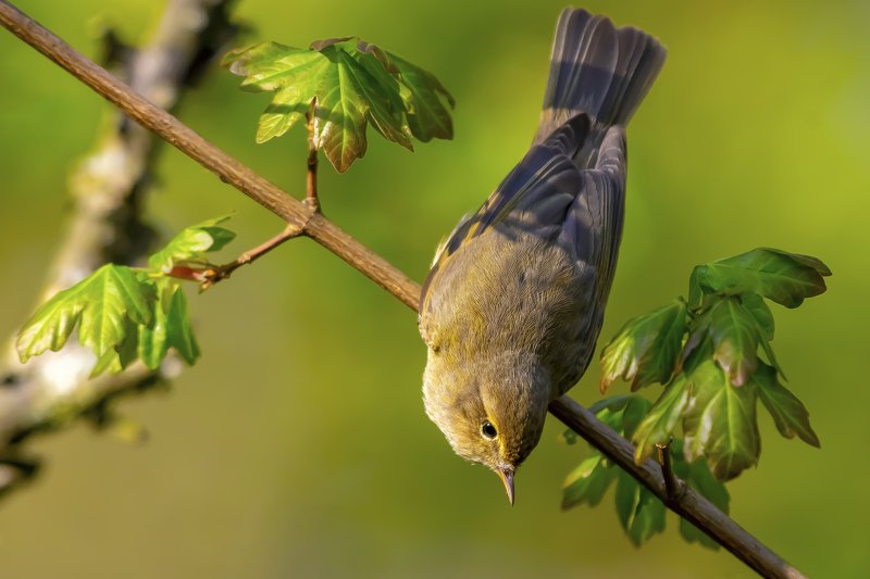 Chiffchaffphoto preview