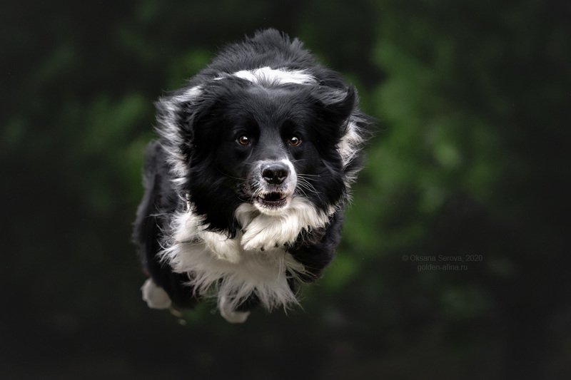 Р - ракета photo preview