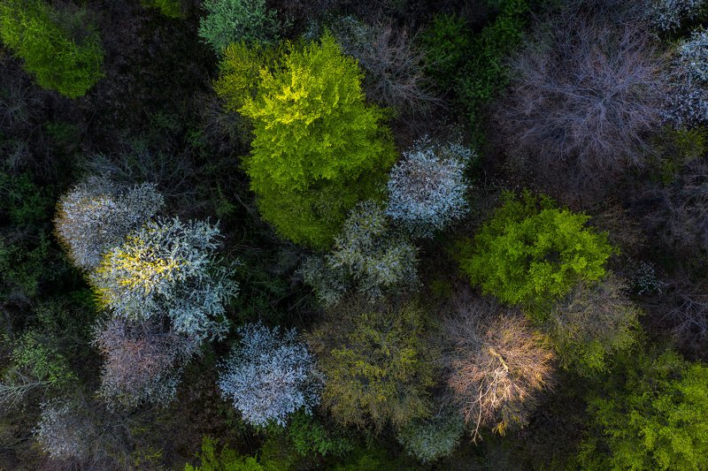 #nature, #aerial, #forest, #green, #romania, #springtime Spring colorsphoto preview