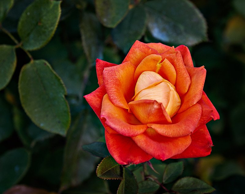 розочкаphoto preview