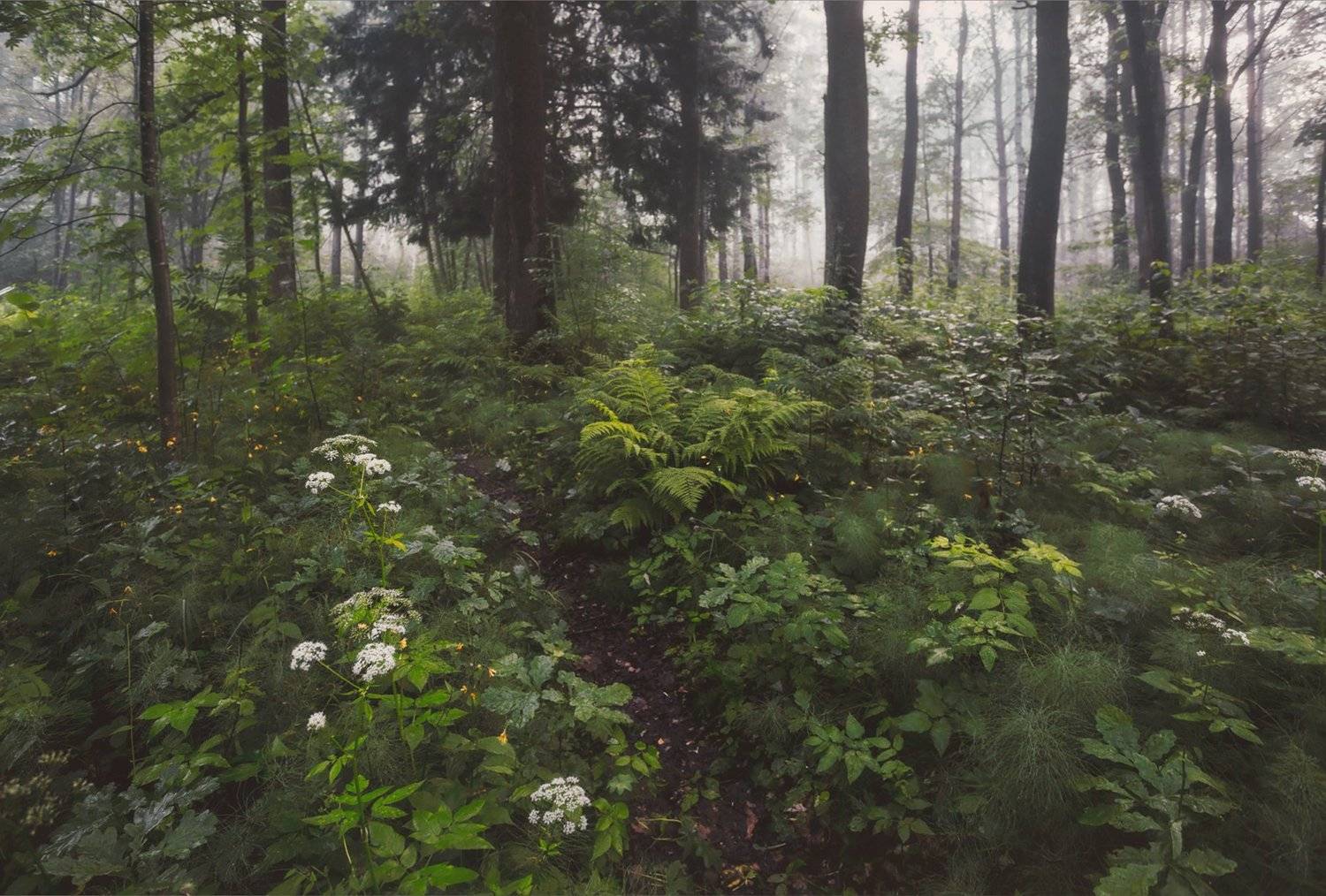 природа, царскоесело, царское, питер, Таня SHE (Aiya)