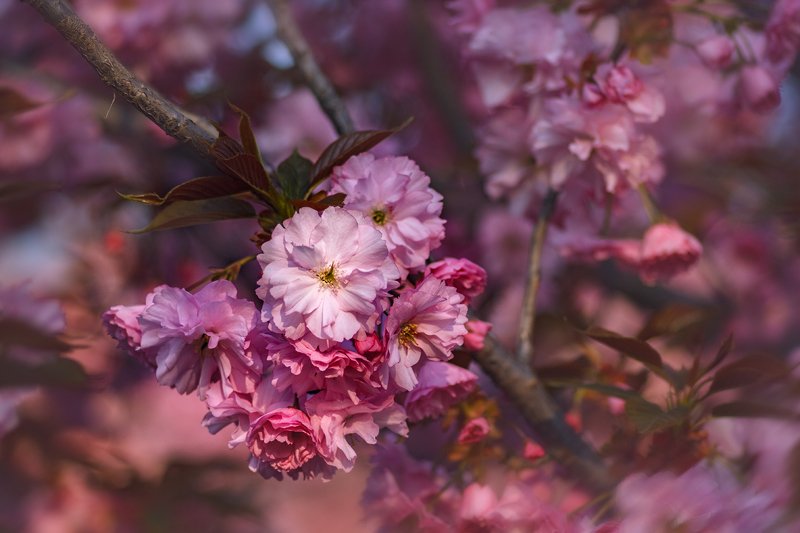 tokina 100 macro, macro lens, beautiful, красивый, moment, момент, nature, природа, spring, весна, весенний, blossoming, цветущее, tree, дерево, branches, ветки, sakura, сакура, pink, розовый, Розово-облачная погода.photo preview
