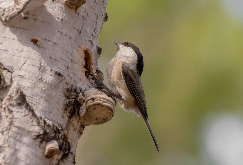птица, гаичка, дупло, заботы, весна, весенние заботы..photo preview