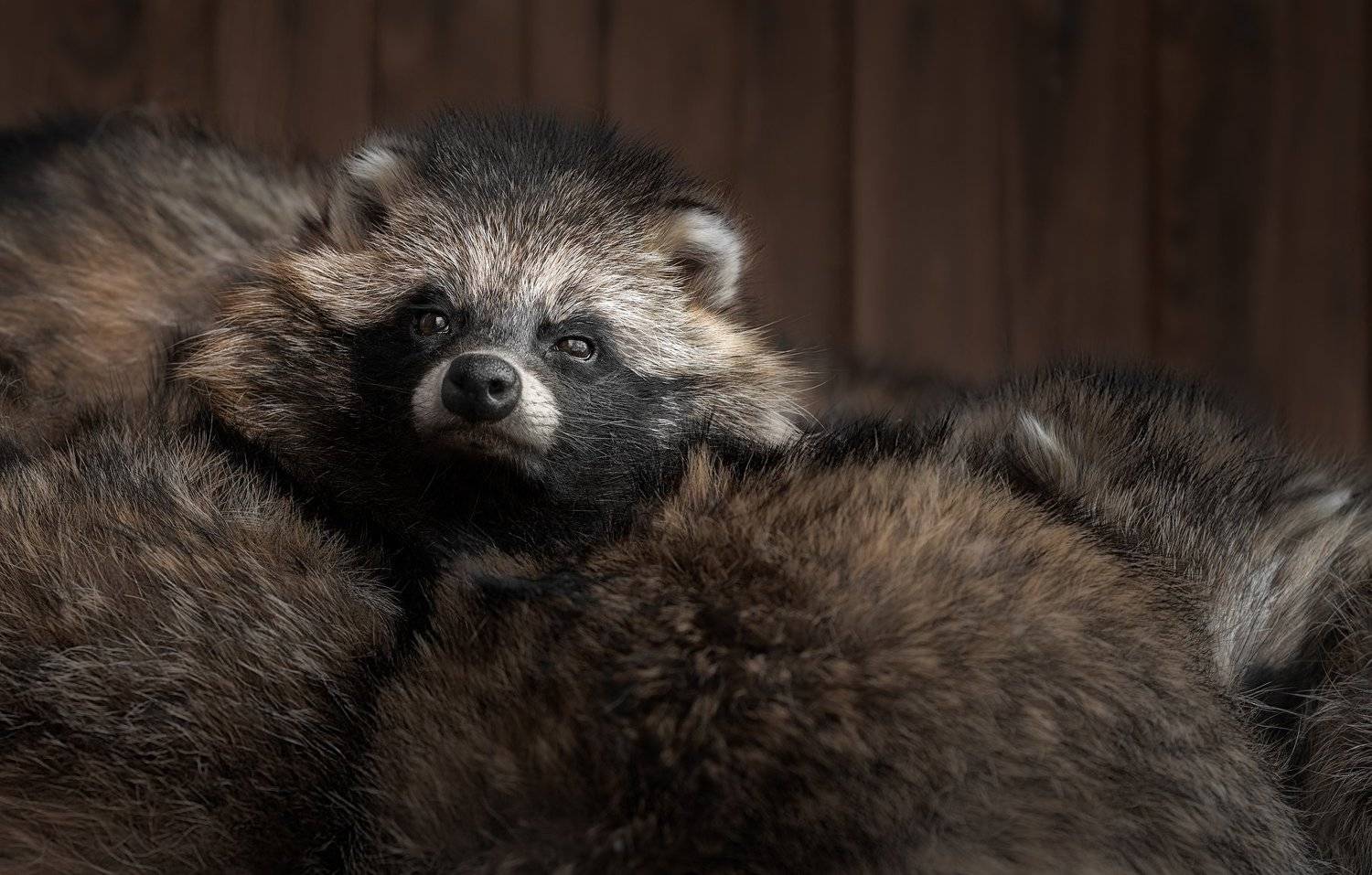 Nyctereutes procyonoides. Автор: Полина Хрол wild, wildanimal, wildanimals, wildlife, wildlifephotography, wild_animal, wildanimalphotography,беларусь,минский зоопарк,minsk zoo, belarus,raccoons,procyon, енот, Полина Хрол
