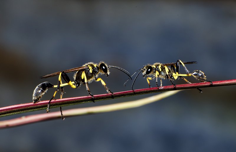 Socializingphoto preview