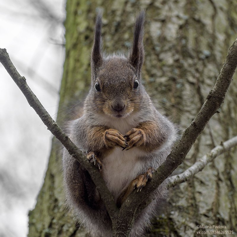 белка, животные, животный мир, парк александрино,весна А что это вы не сидите дома, а...? фото превью
