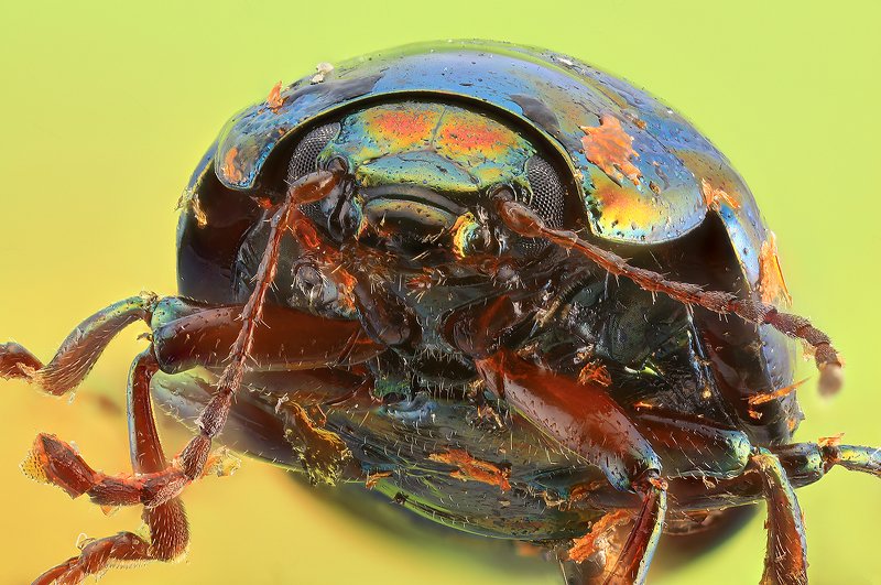 насекомое жук макро photo preview