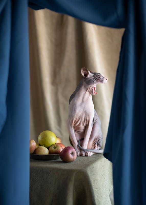 Not a vegetarianphoto preview