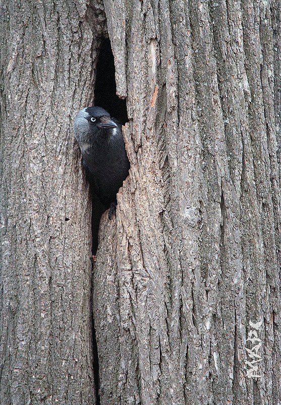 животные птицы весна галка КТО ТАМ?photo preview