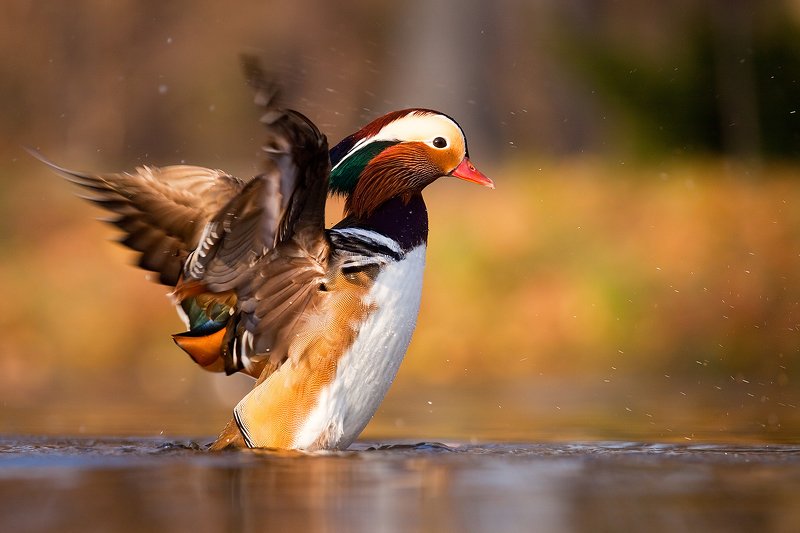Mandarin duckphoto preview