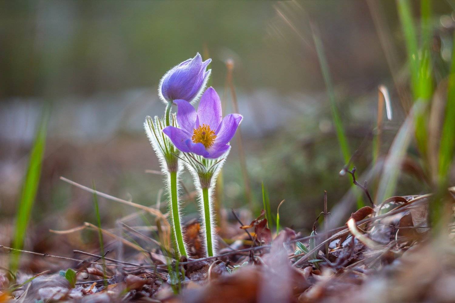 Автор: Руслан Востриков сон-трава, первоцвет, лес, заповедник, весна, Руслан Востриков