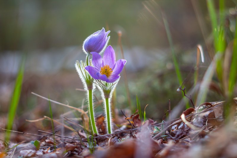 сон-трава, первоцвет, лес, заповедник, весна photo preview