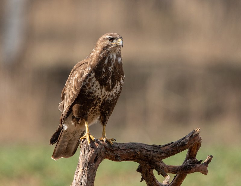 канюк, птицы, хищник, Наблюдательphoto preview