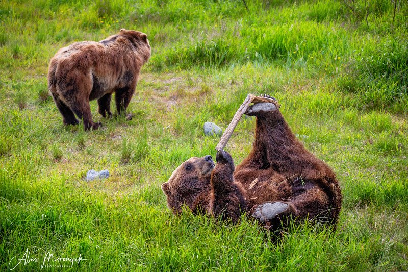 Время игр для мишек гризлиphoto preview