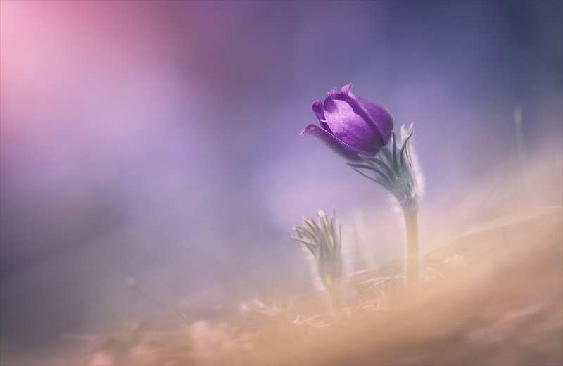 Нежность.photo preview