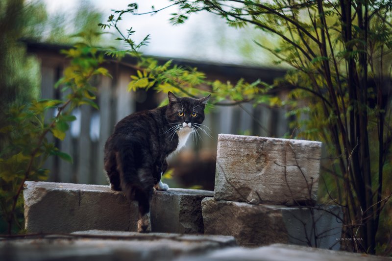 назаборныекоты гелиос весна Назаборные котыphoto preview