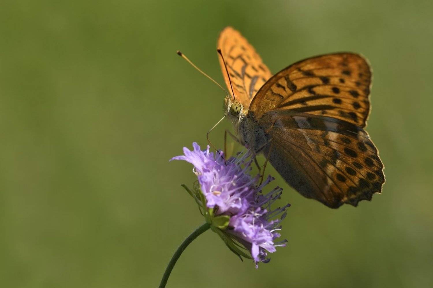 бабочка  butterfly, Jaroslav Mego