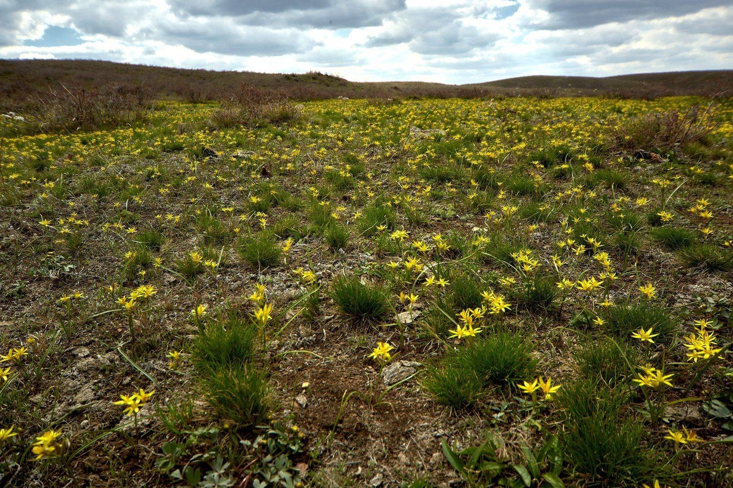 Весна на Южном Урале. Автор: Качурин Алексей южный урал,оренбургская область, орск, новотроицк,, Качурин Алексей
