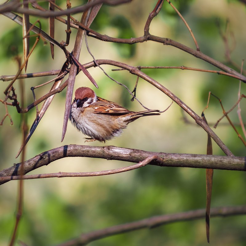 canon 55-250, beautiful, красивый, moment, момент, nature, природа, wildlife, живая, spring, весна, весенний, bird, птица, sparrow, воробей, jumping, прыгает, Маленький пушистый попрыгунчик :)photo preview