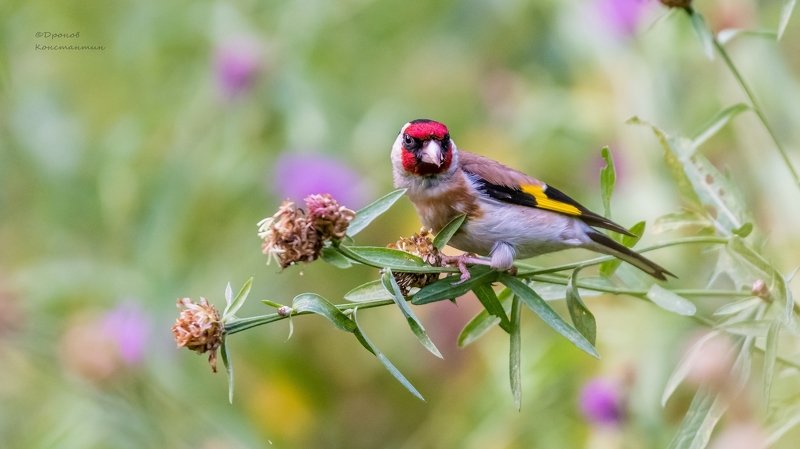 Птицы, ФотоОхота, Щегол Краски летаphoto preview