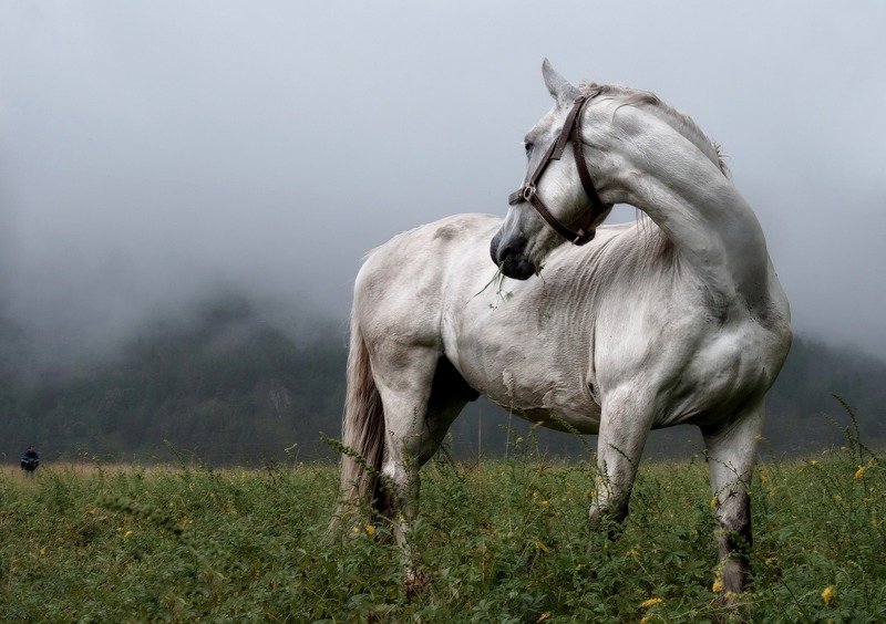 Лошадь. Двое.photo preview