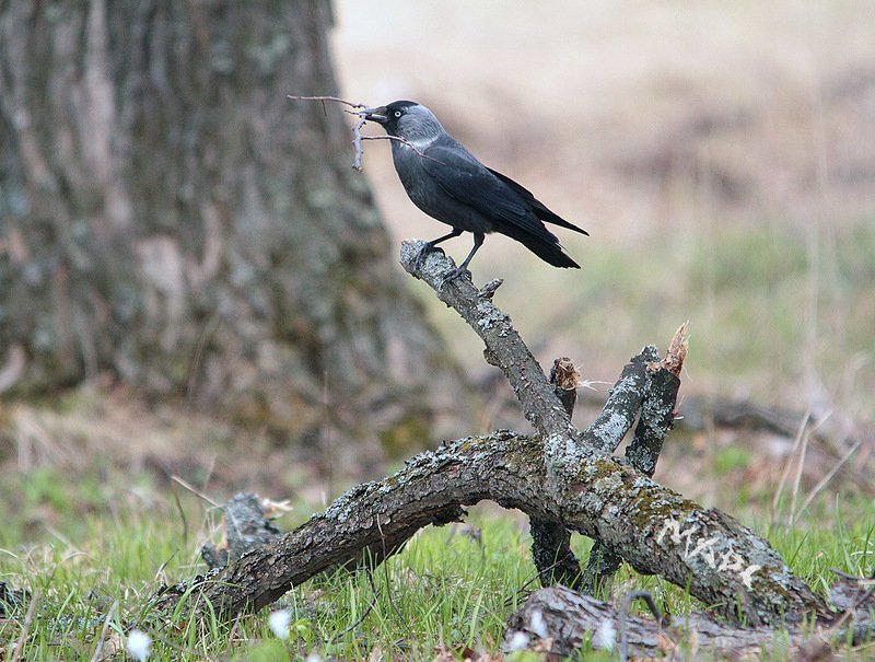 животные птицы весна галка Веточка к веточкеphoto preview