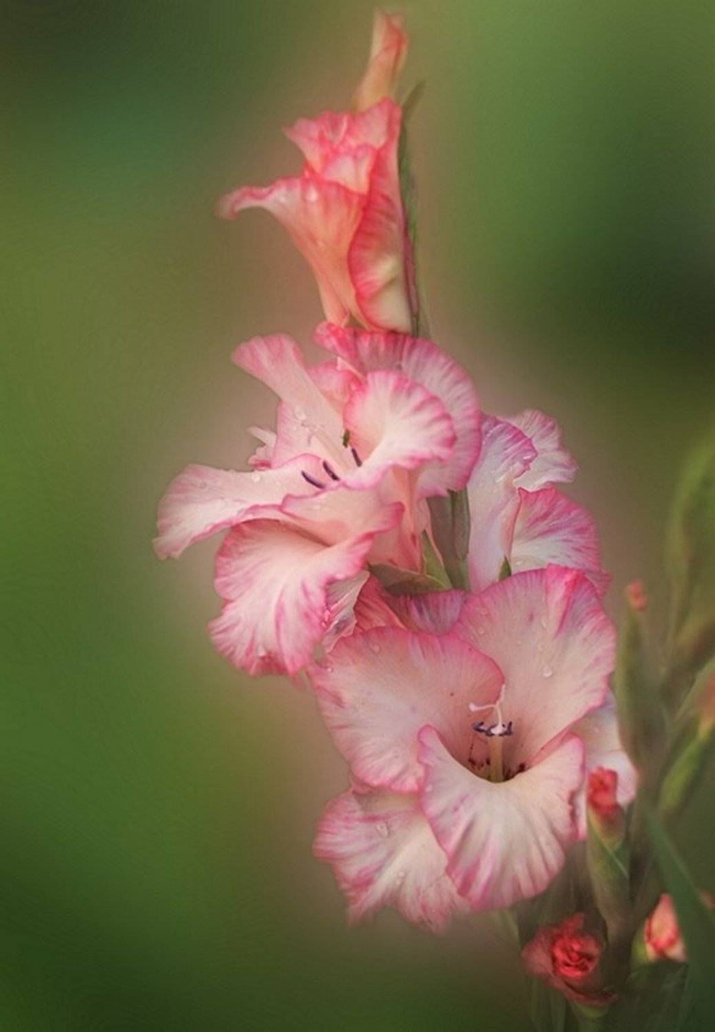 Гладиолусы. Автор: Valentina Vershinina , Valentina Vershinina