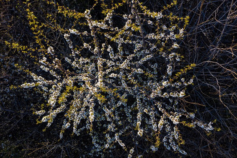 #nature #aerial #forest #green #romania #springtime #blossom #cheryflower #flower Blossom Beautyphoto preview