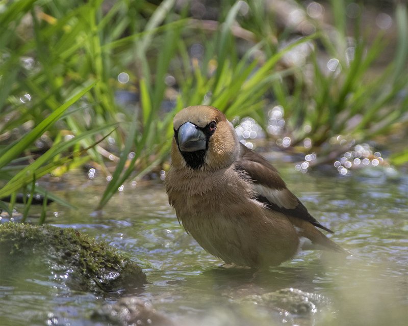 Дубоносphoto preview