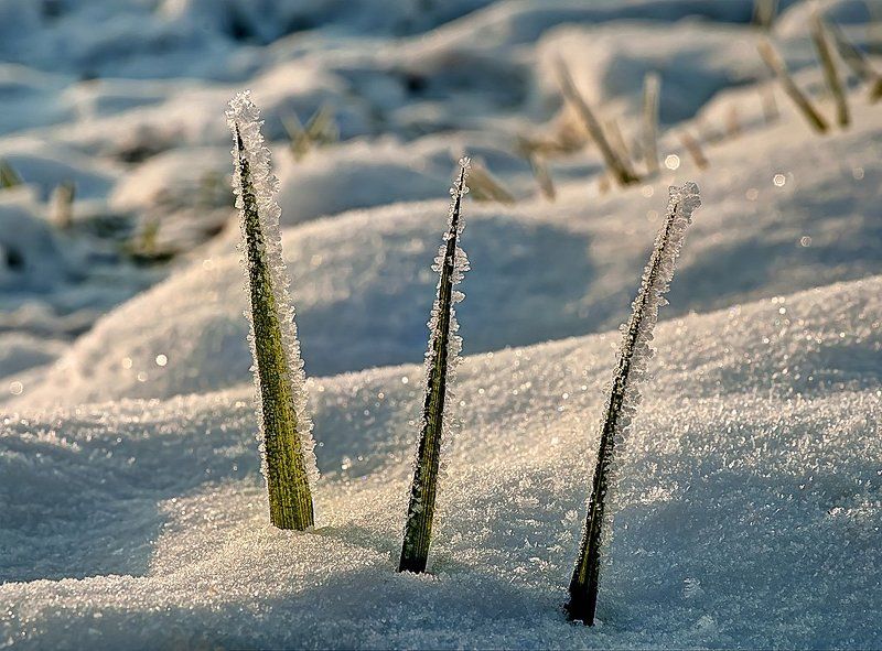 ...зима...photo preview