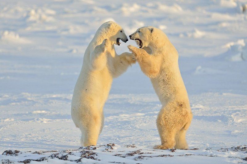 Зимние разборкиphoto preview