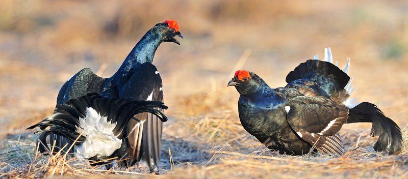 Musketeersphoto preview