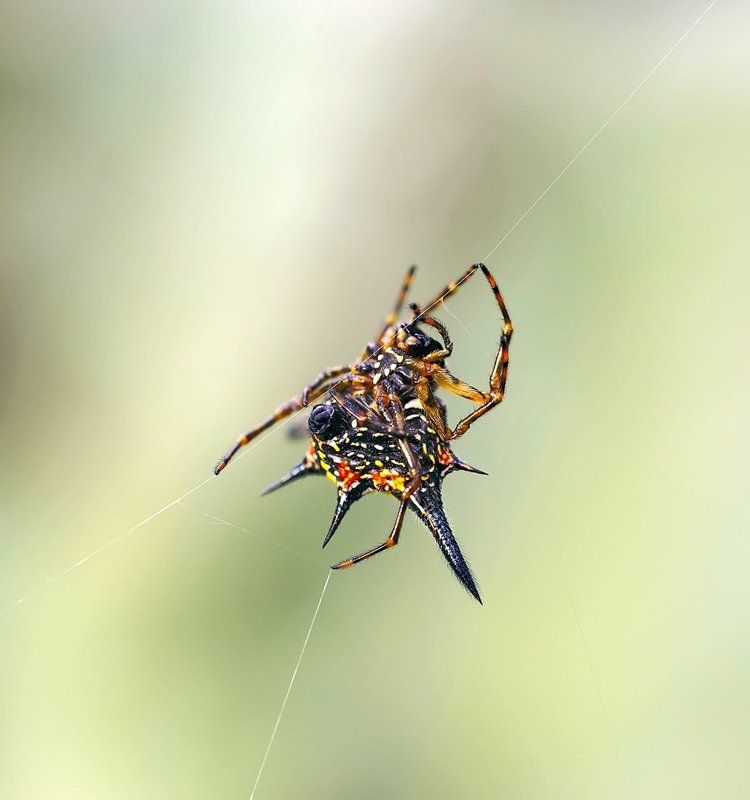 gasteracantha hasselti, spider, паук, макро, closeup, macro, closeup, insect, макро, насекомые, gnilenkov Виртуоз одной струны...photo preview