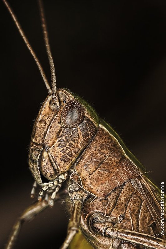 Кузнечикphoto preview