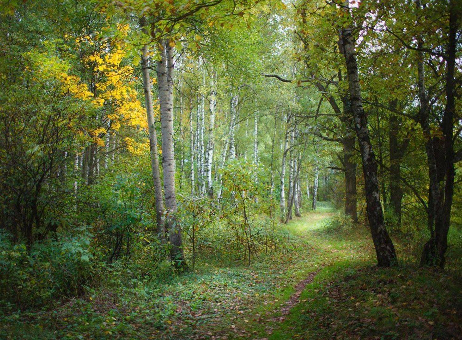 , Сергей Сморовоз