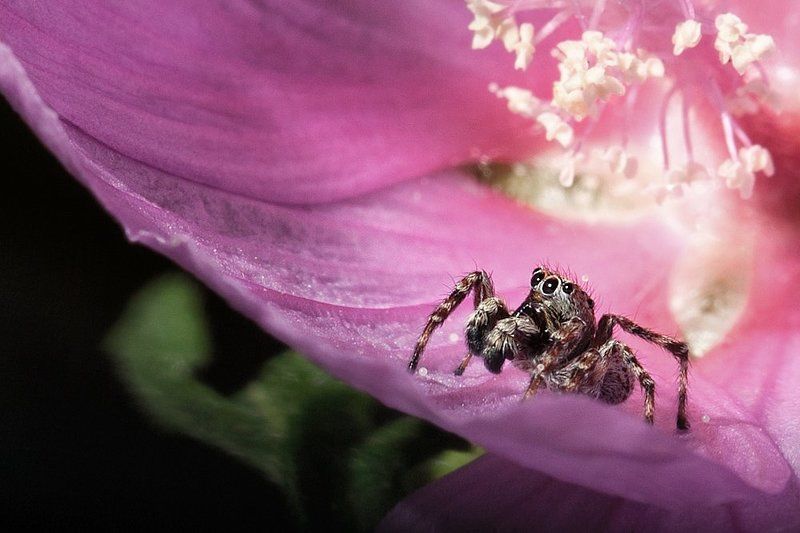 spider, jumping spider, macro, close-up Adorable фото превью