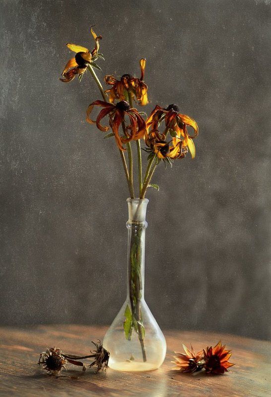 Сухоцвет.photo preview