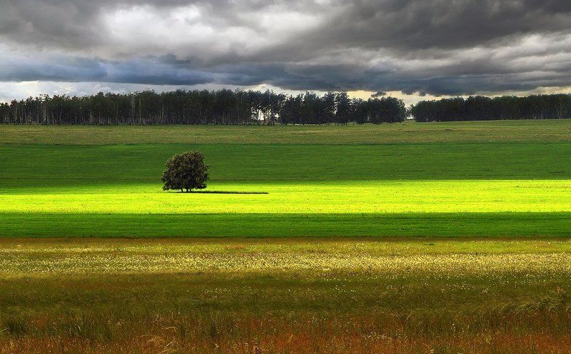 Одинокое дерево...photo preview