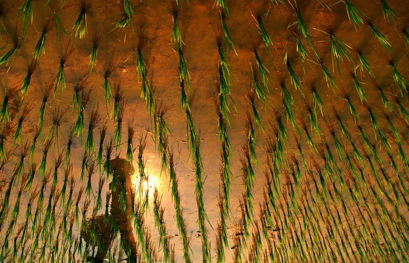 Сезон риса фото превью