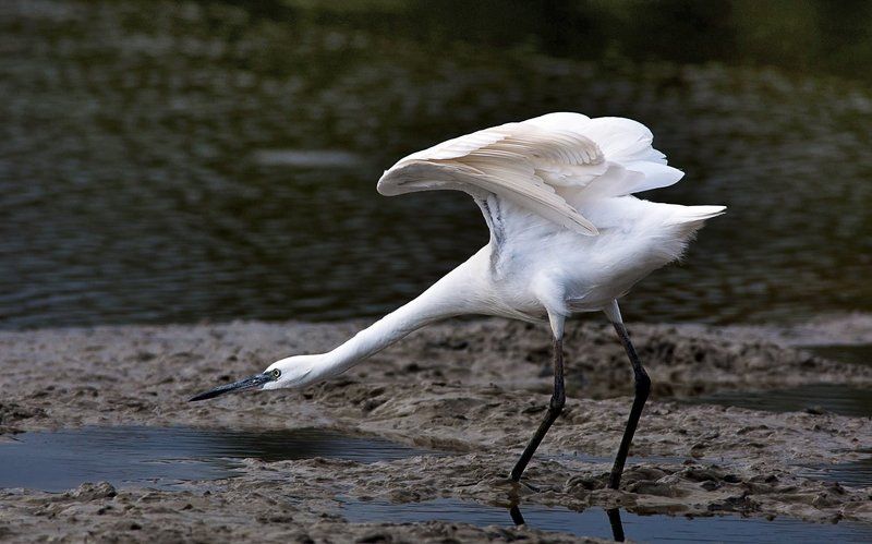 малая, белая, цапля Снайперphoto preview