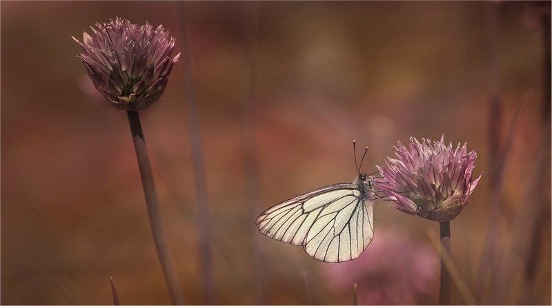 Просто летнее... фото превью