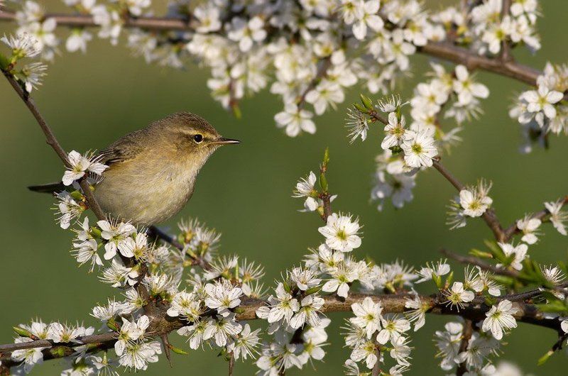 Common chiffchaffphoto preview