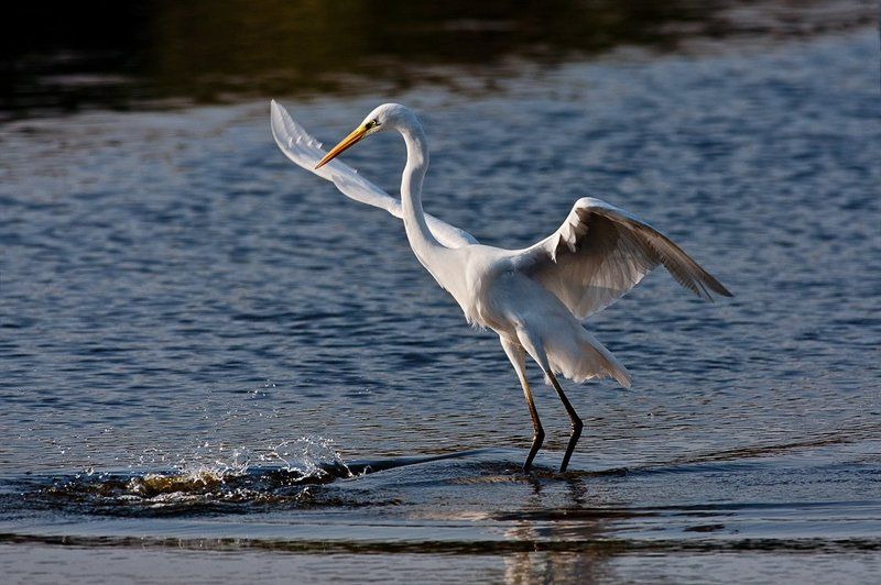 большая, белая, цапля Повелительница водphoto preview